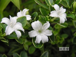 六月雪的养殖方法
